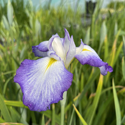 Iris ensata 'Gracieuse'
