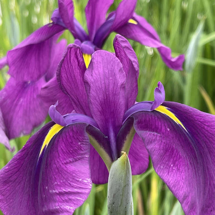 Iris ensata 'Ruby King'