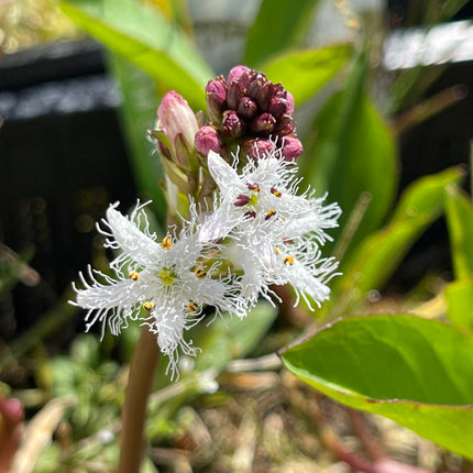 Menyanthes trifoliata
