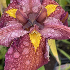 1 / 7cm Bareroot