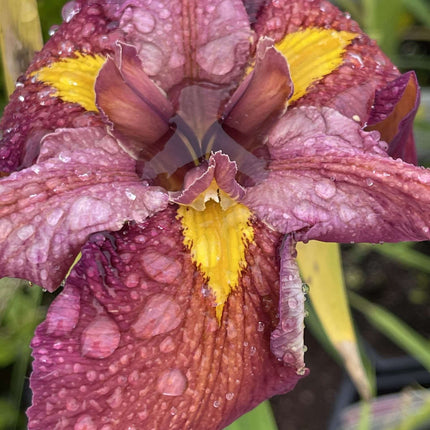 Iris louisiana 'Ann Chowning'