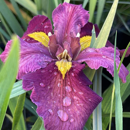 Iris louisiana 'Ann Chowning'