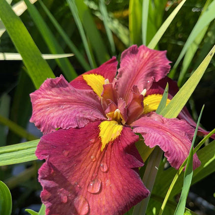 Iris louisiana 'Ann Chowning'