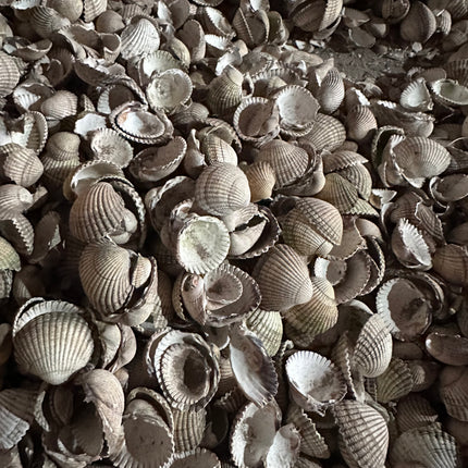 Whole cockleshells for garden - Grit & Grow