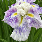 1 / 7cm Bareroot