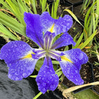 1 / 7cm Bareroot