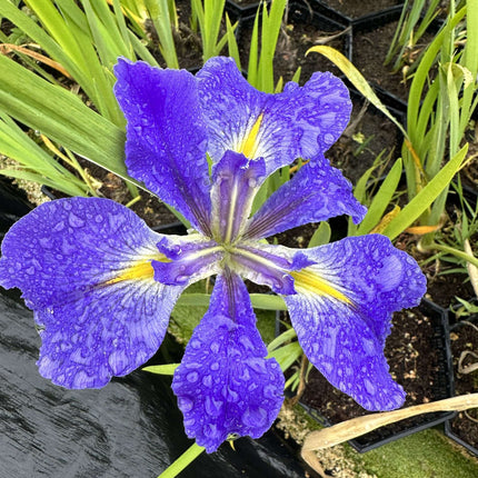 Iris Louisiana 'Heather Stream'