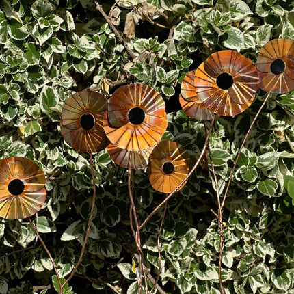 Copper Poppy Flower