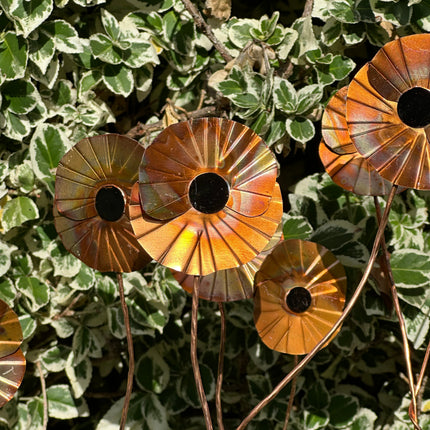 Copper Poppy Flower