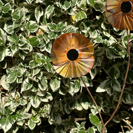 Copper Poppy Flower