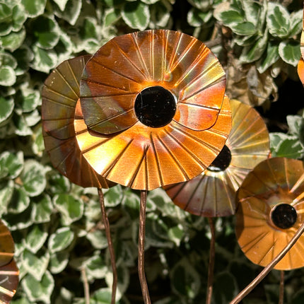 Copper Poppy Flower