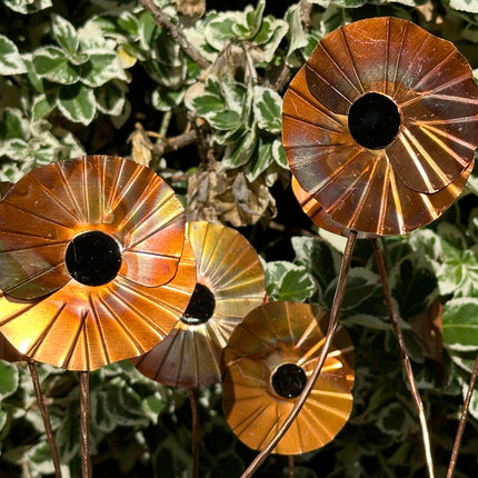 Copper Poppy Flower