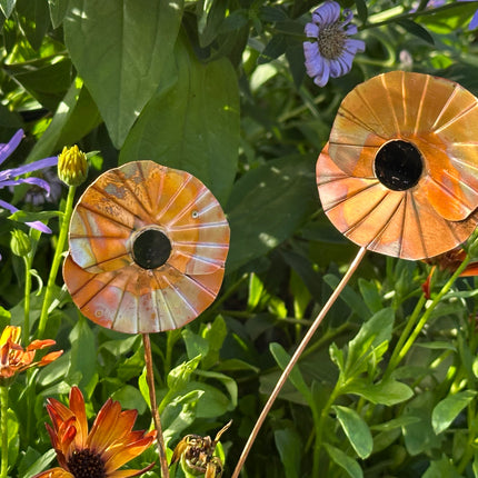 Copper Poppy Flower