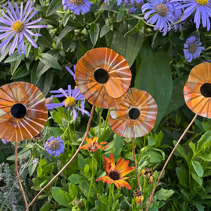 Copper Poppy Flower