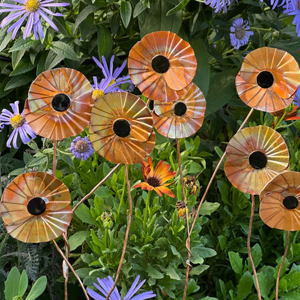 Copper Poppy Flower