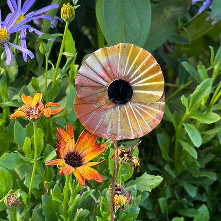 Copper Poppy Flower