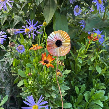 Copper Poppy Flower
