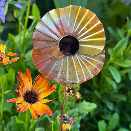 Copper Poppy Flower