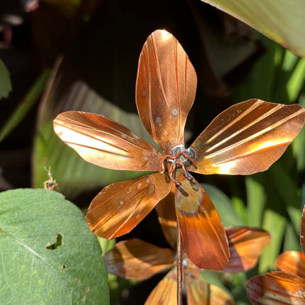 Copper Clematis Flower