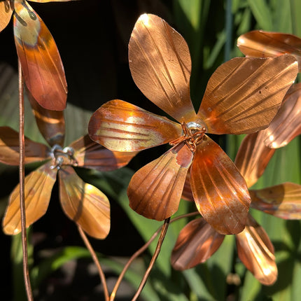 Copper Clematis Flower