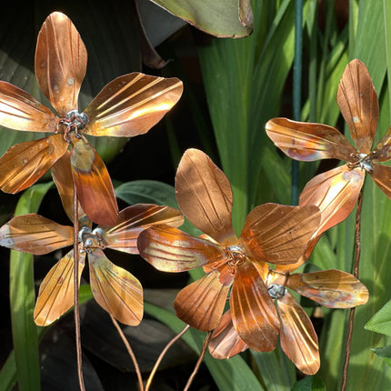 Copper Clematis Flower