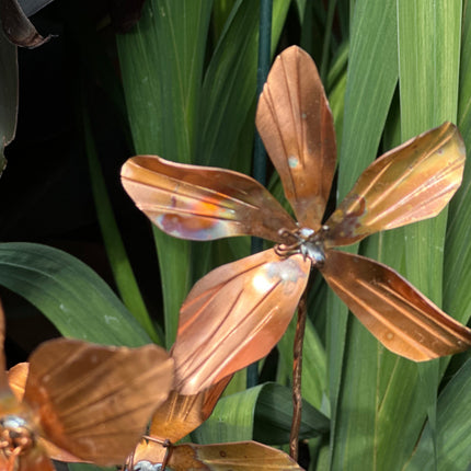 Copper Clematis Flower