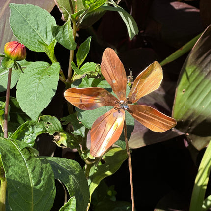 Copper Clematis Flower