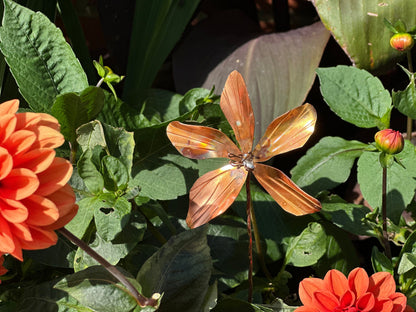 Copper Clematis Flower