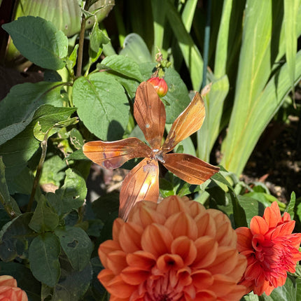 Copper Clematis Flower