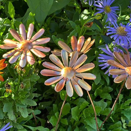 Copper Daisy Flower