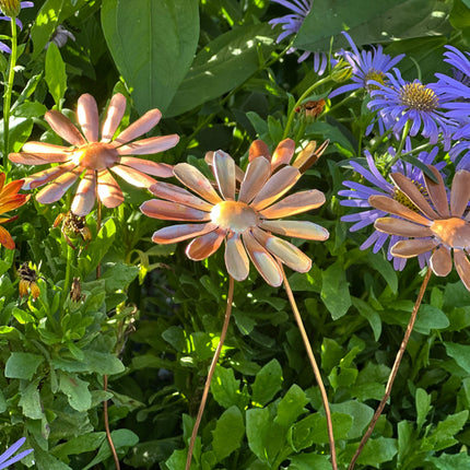 Copper Daisy Flower