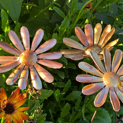 Copper Daisy Flower
