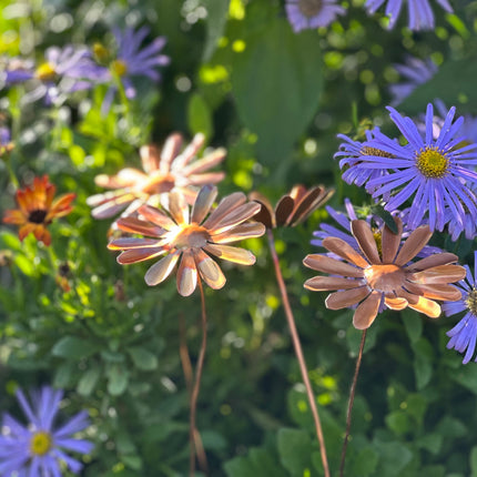 Copper Daisy Flower