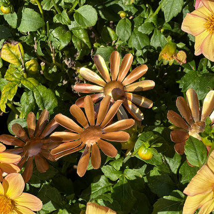 Copper Daisy Flower
