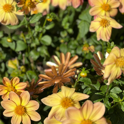 Copper Daisy Flower