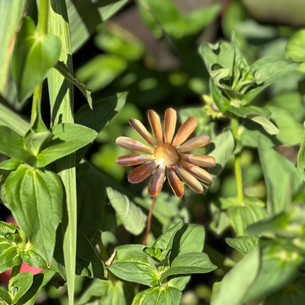 Copper Daisy Flower