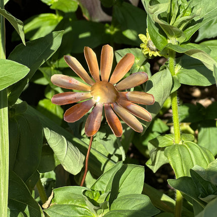 Copper Daisy Flower