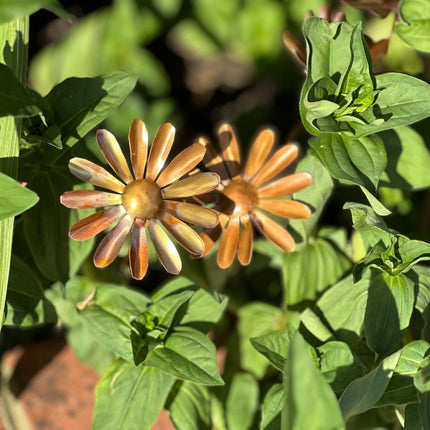 Copper Daisy Flower