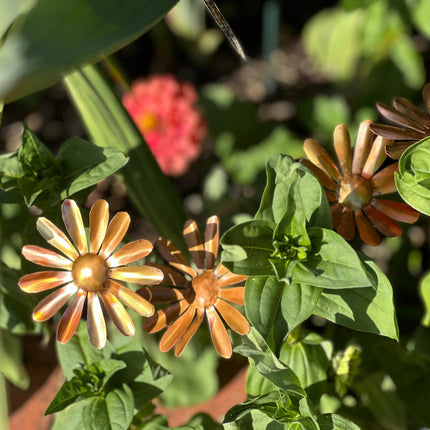 Copper Daisy Flower