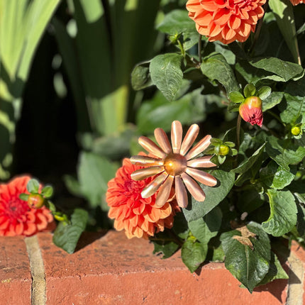 Copper Daisy Flower
