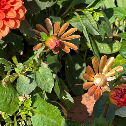 Copper Daisy Flower