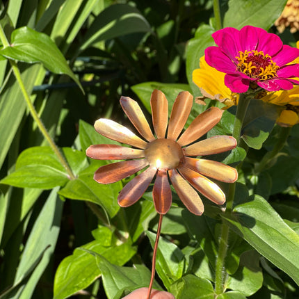 Copper Daisy Flower