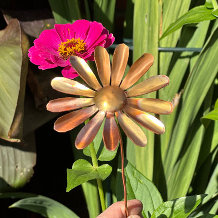 Copper Daisy Flower