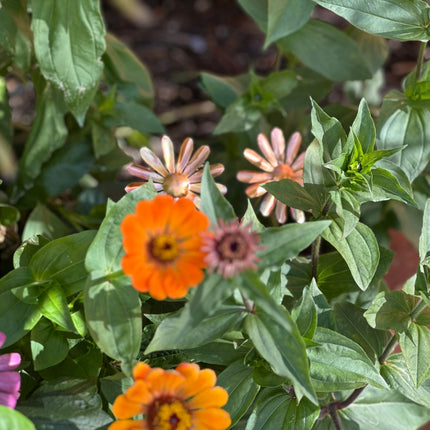 Copper Daisy Flower