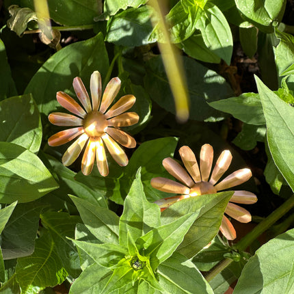 Copper Daisy Flower