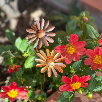 Copper Daisy Flower