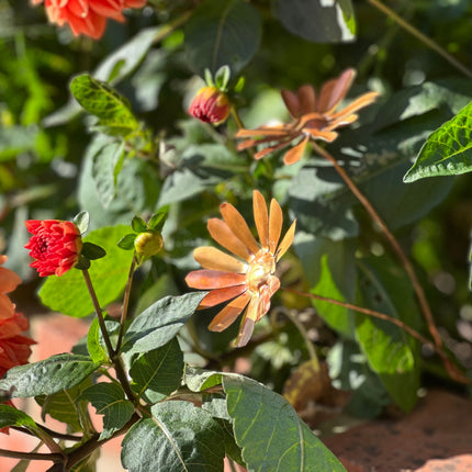 Copper Daisy Flower