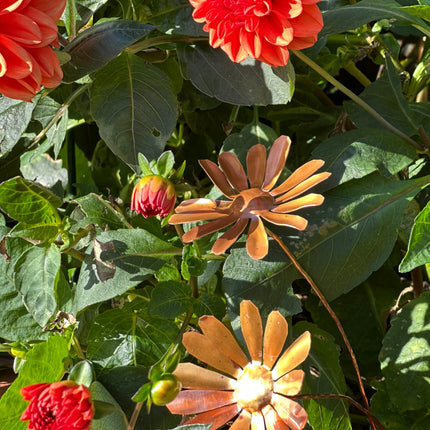 Copper Daisy Flower