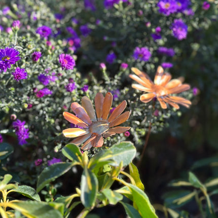Copper Daisy Flower