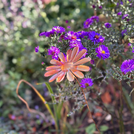 Copper Daisy Flower
